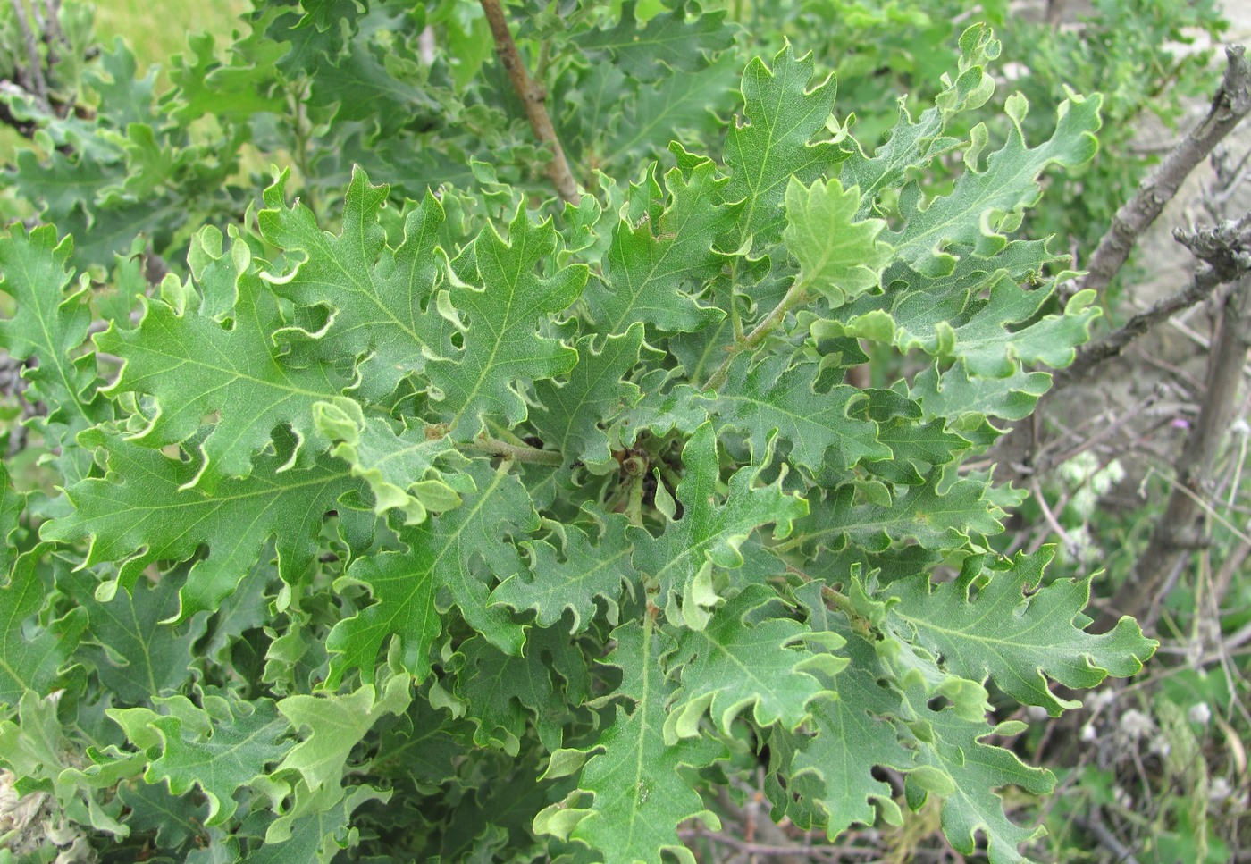 Изображение особи Quercus pubescens.