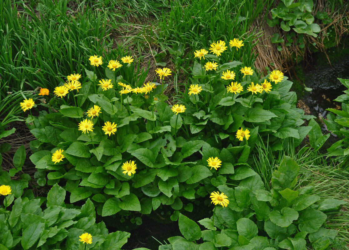 Image of Doronicum altaicum specimen.