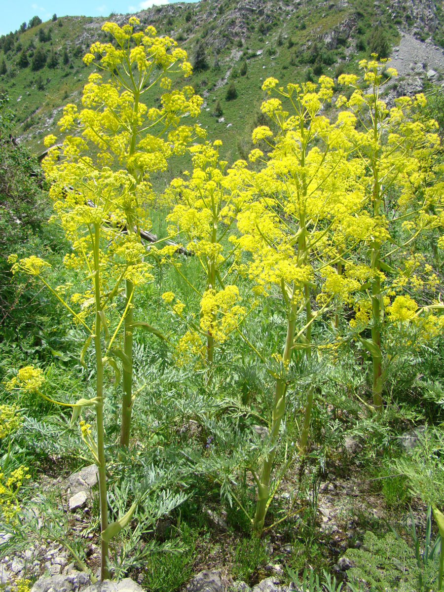 Изображение особи Ferula inciso-serrata.