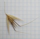 Avena strigosa