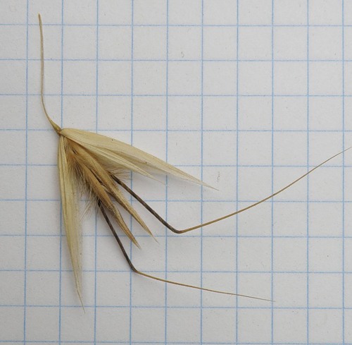 Image of Avena strigosa specimen.