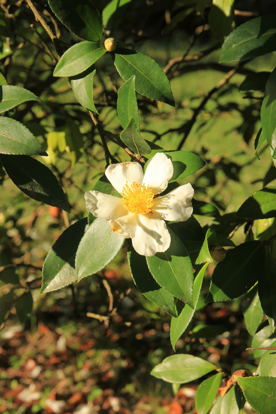 Изображение особи Camellia sasanqua.