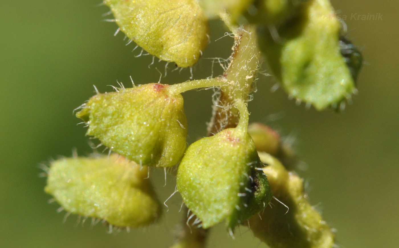 Изображение особи Ambrosia artemisiifolia.