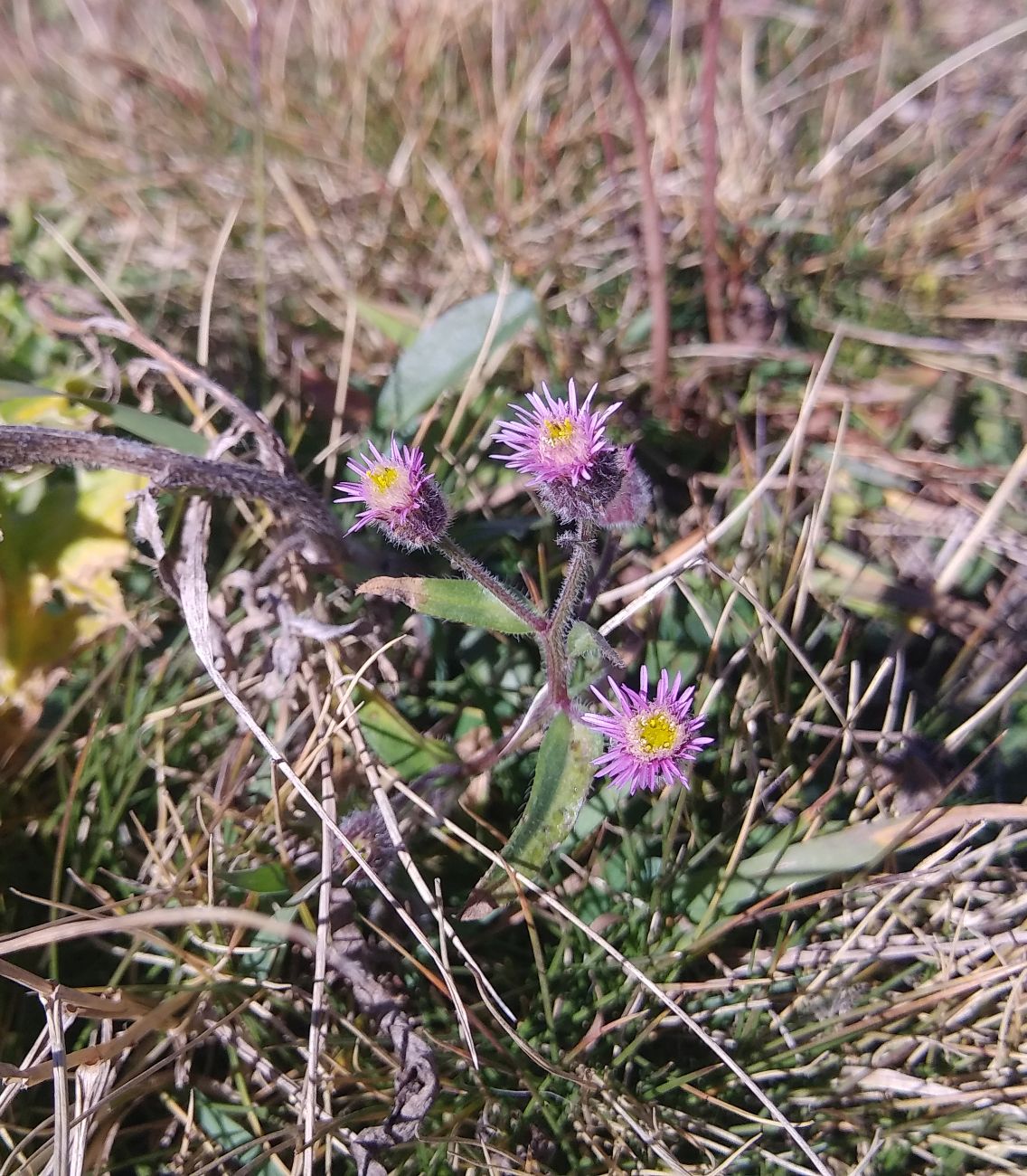 Изображение особи Erigeron orientalis.