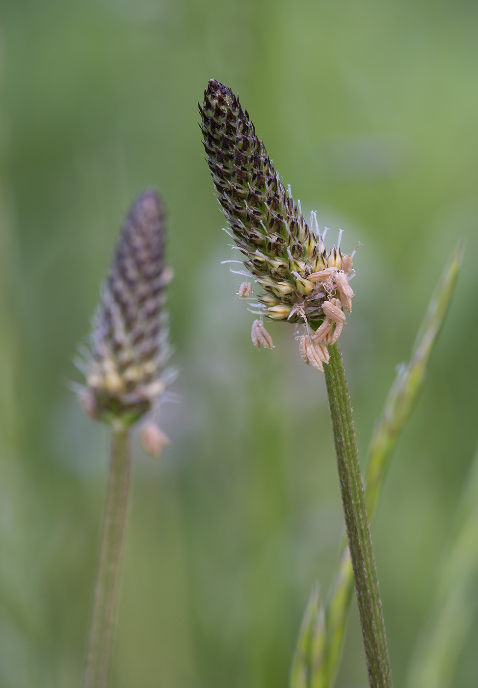 Image of Plantago lanceolata specimen.