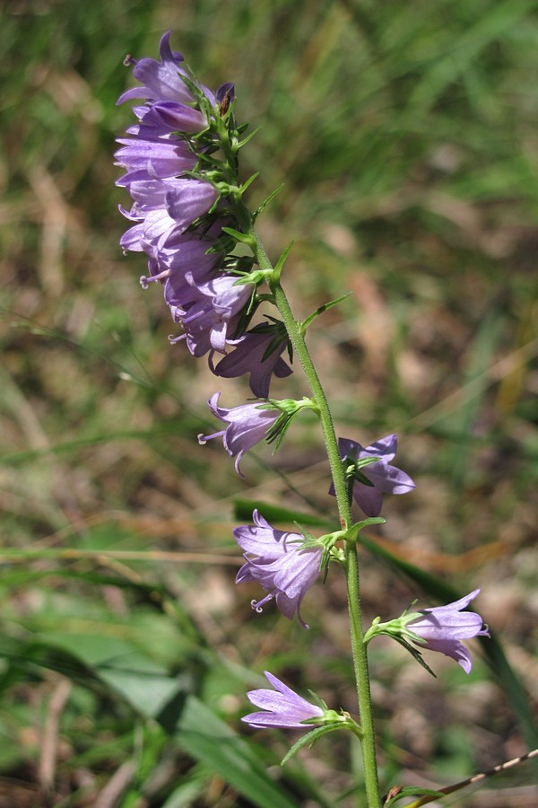 Изображение особи Campanula bononiensis.