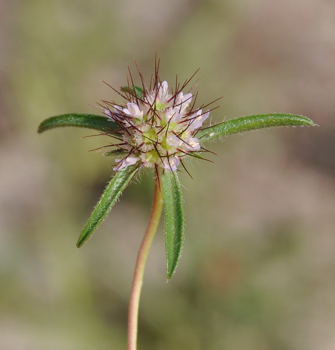 Image of Lomelosia divaricata specimen.