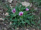 Tragopogon marginifolius. Цветущее растение. Астраханская обл., Богдинско-Баскунчакский заповедник, гора Большое Богдо, сухая степь. 01.05.2019.