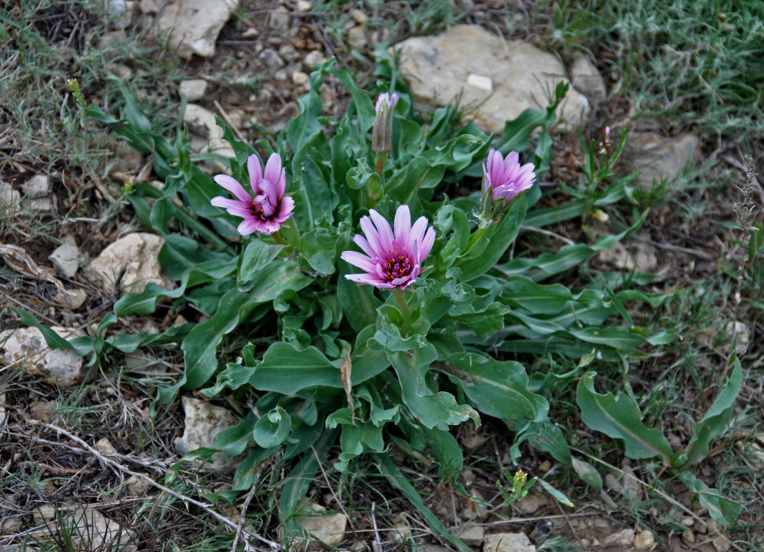 Image of Tragopogon marginifolius specimen.