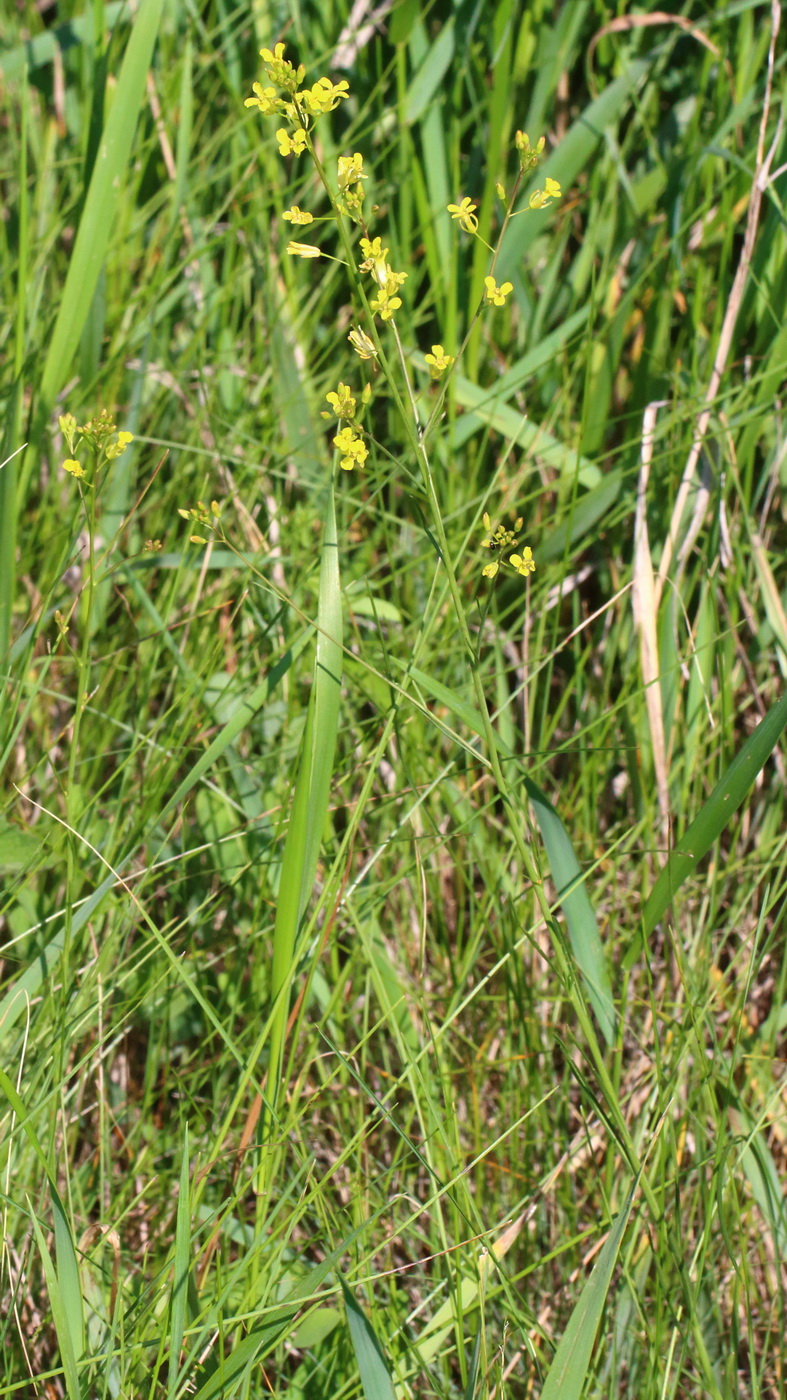 Гулявник изменчивый (Sisymbrium polymorphum) 