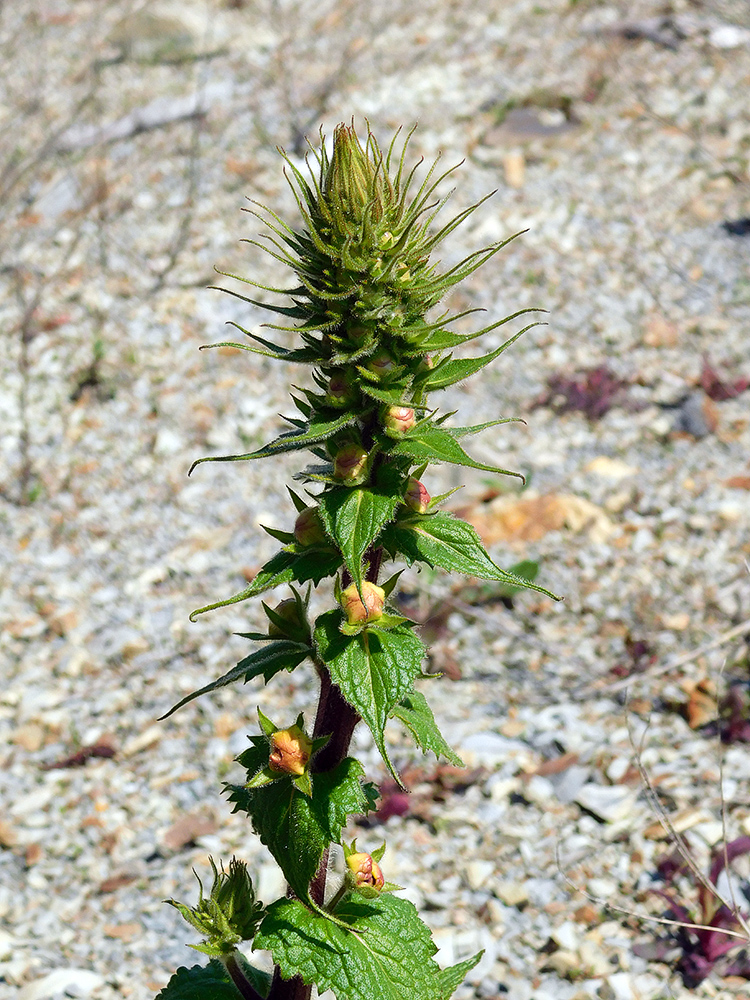 Image of Verbascum spectabile specimen.