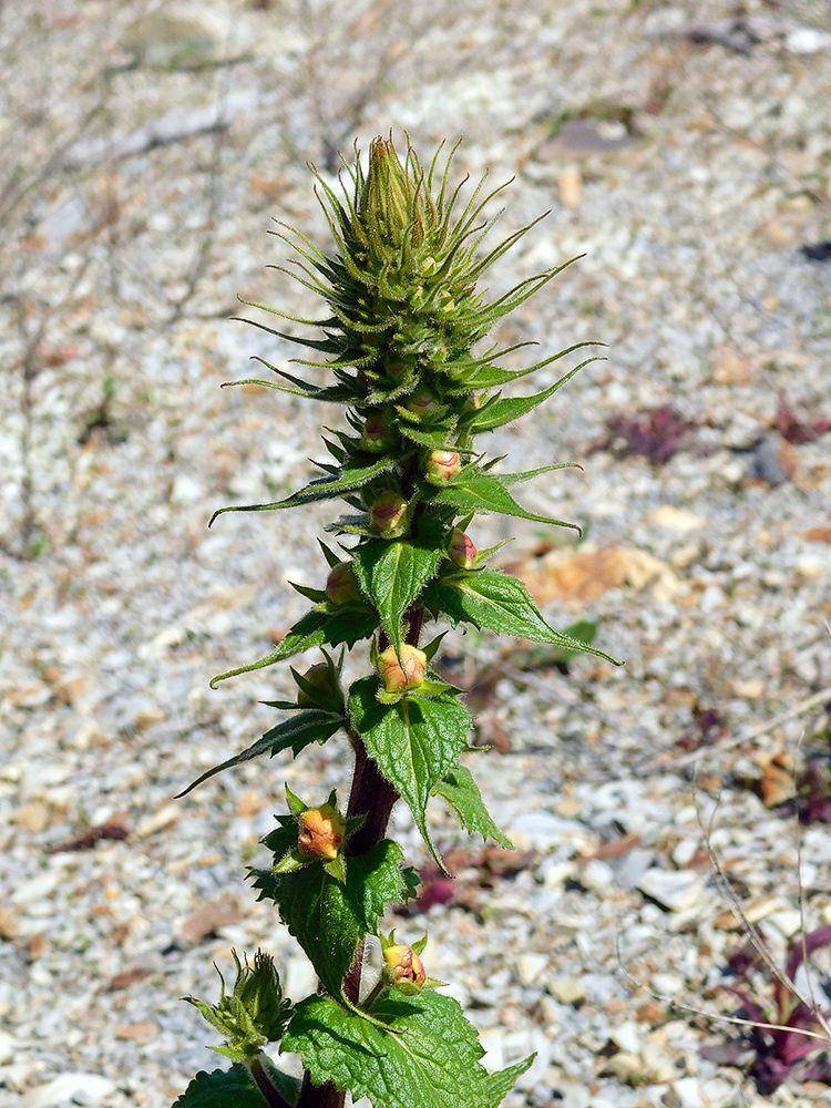 Изображение особи Verbascum spectabile.