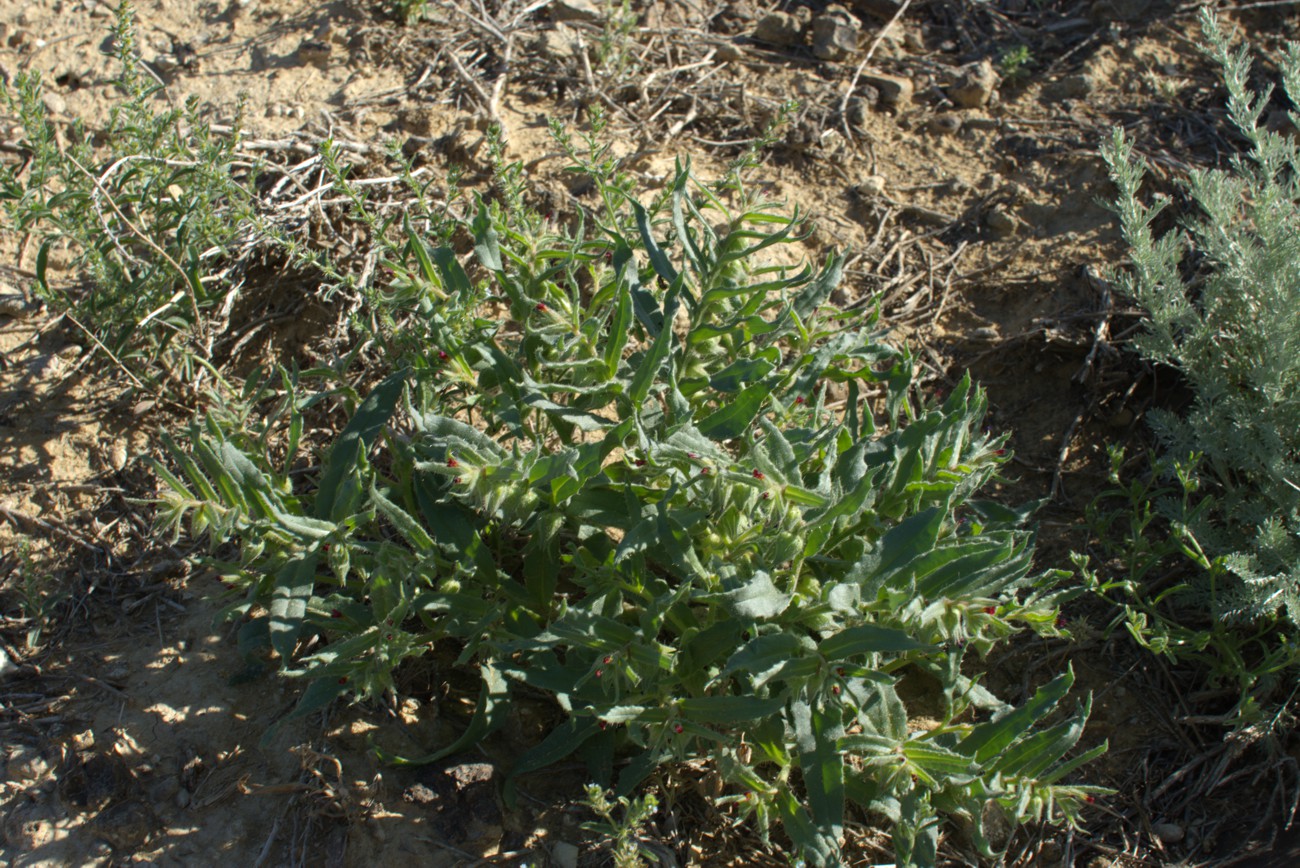 Image of Nonea caspica specimen.