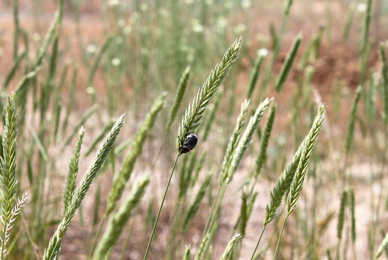 Изображение особи Agropyron desertorum.