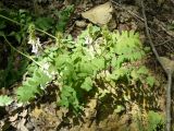 Galega officinalis