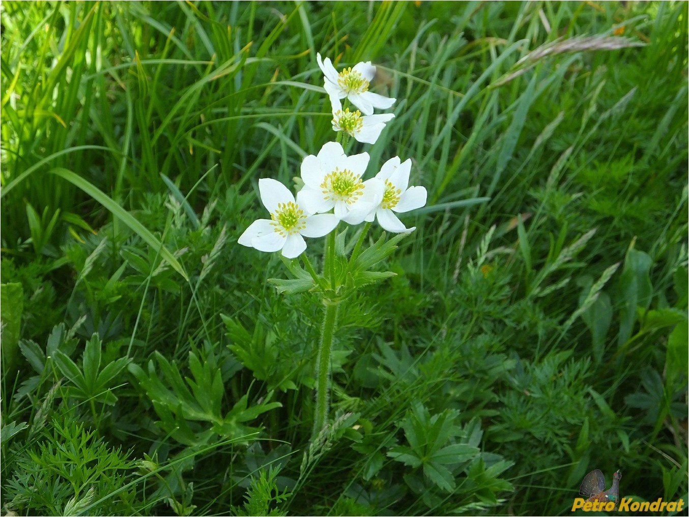 Image of Anemonastrum narcissiflorum specimen.