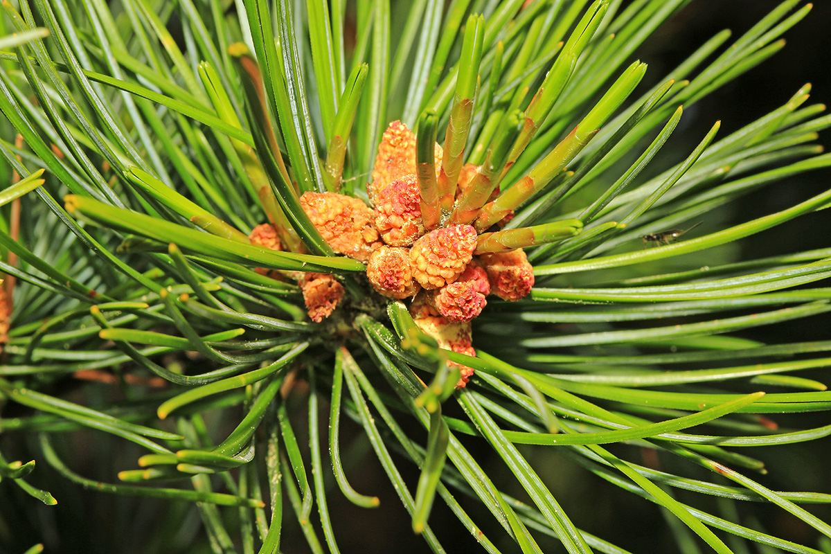 Изображение особи Pinus koraiensis.