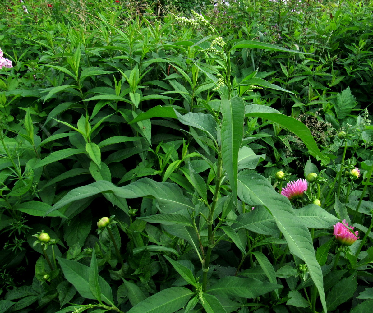 Image of Persicaria lapathifolia specimen.