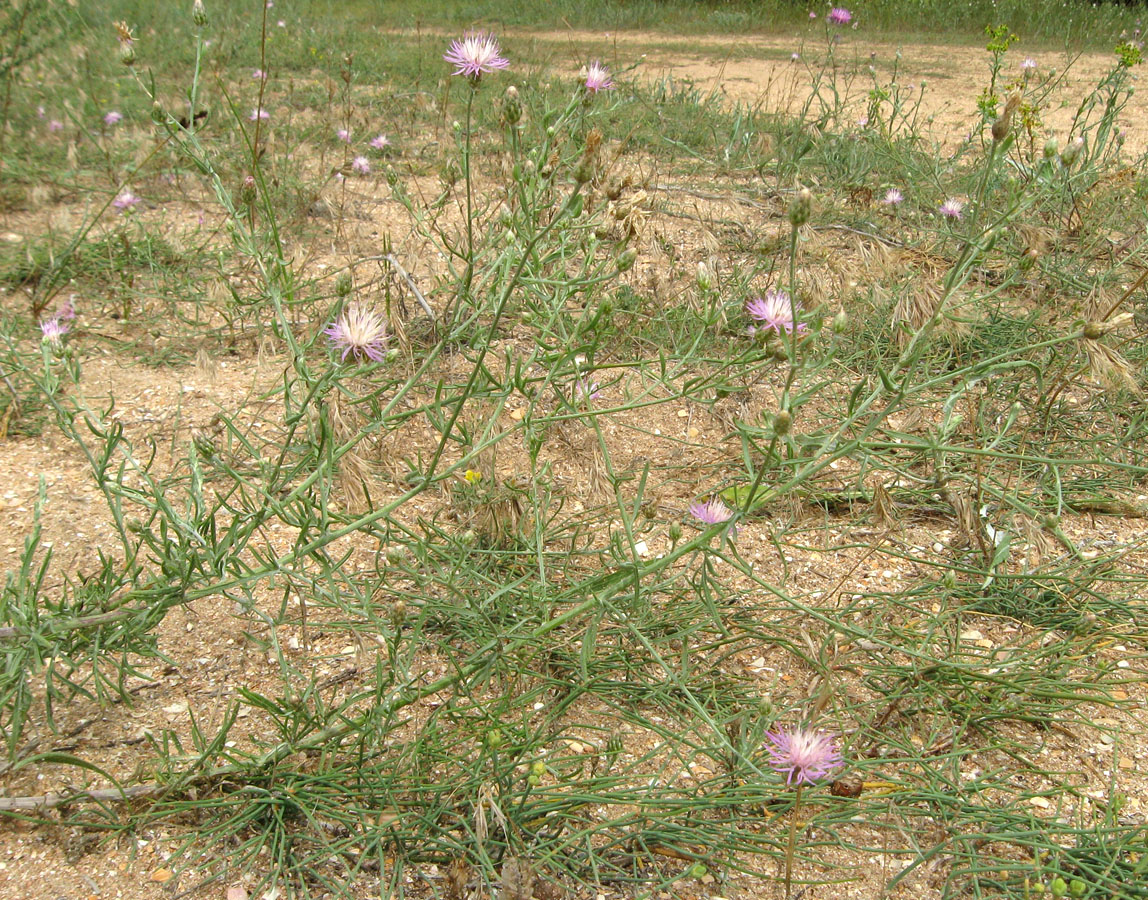 Image of Centaurea odessana specimen.