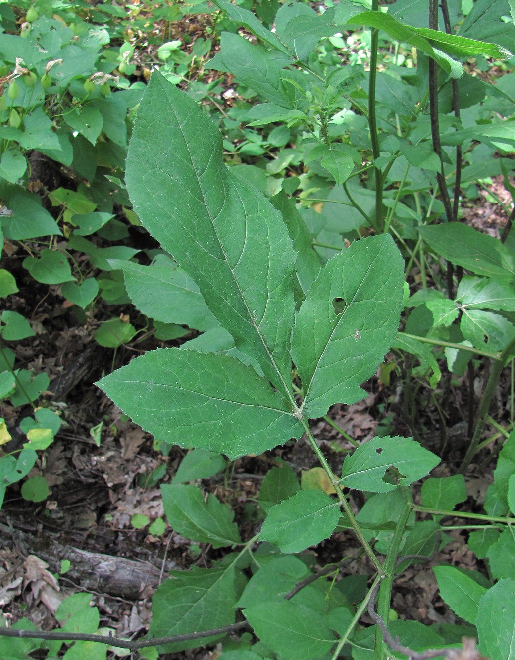 Image of Klasea quinquefolia specimen.