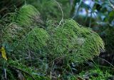 Equisetum pratense. Вегетирующие растения. Тверская обл., Конаковский р-н, побережье Иваньковского вдхр., смешанный лес. 25.08.2019.