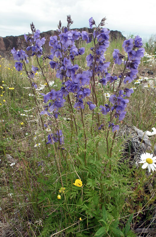 Изображение особи Polemonium caeruleum.