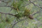 Pinus sylvestris. Верхушка ветви с шишкой. Испания, Каталония, пров. Барселона, комарка Бергеда, муниципалитет Сальдес, подножие горы Педрафорка, смотровая площадка \"Гресолет\", 1557 м н.у.м., кромка обрыва. 22.09.2019.