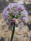 Allium nutans