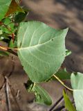 Populus nigra