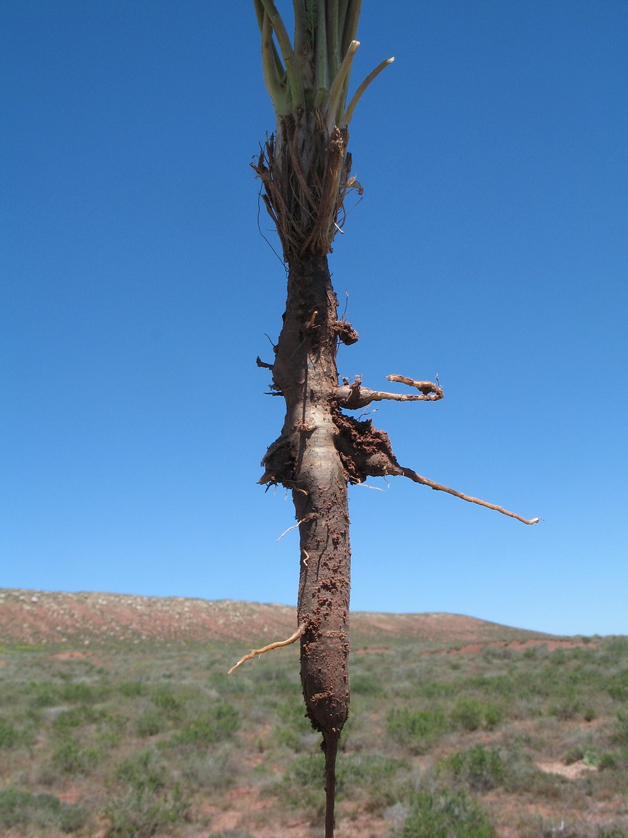 Image of Elaeosticta bucharica specimen.