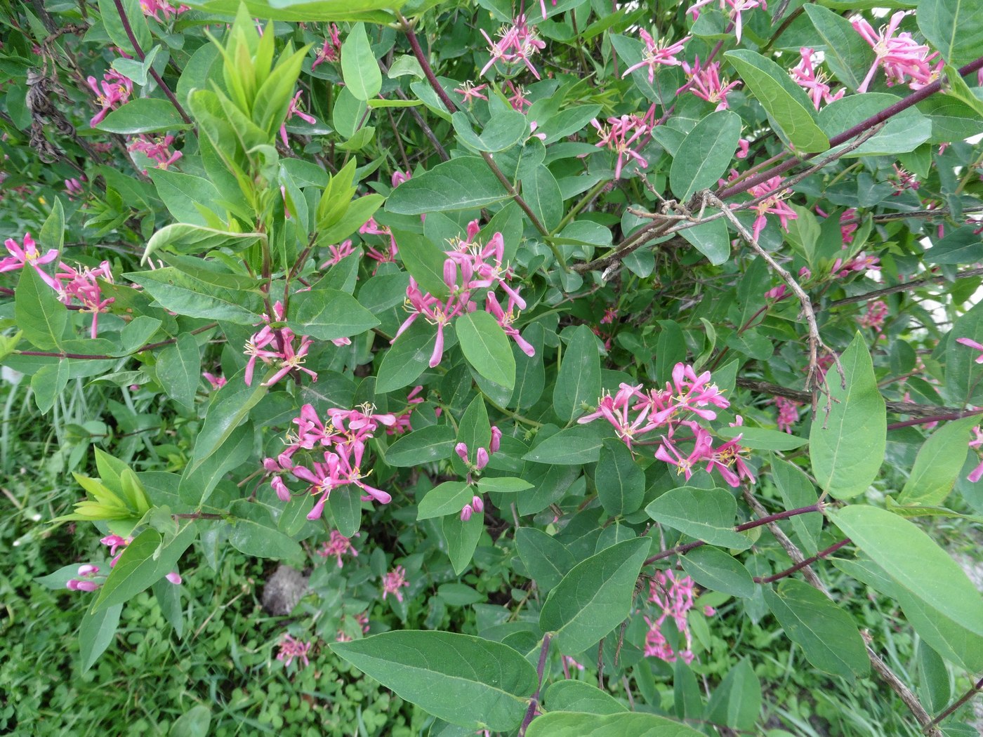 Image of Lonicera tatarica specimen.