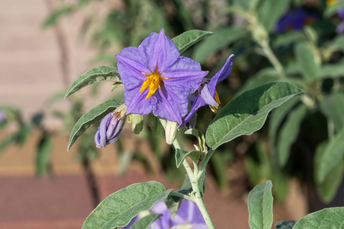 Изображение особи Solanum elaeagnifolium.