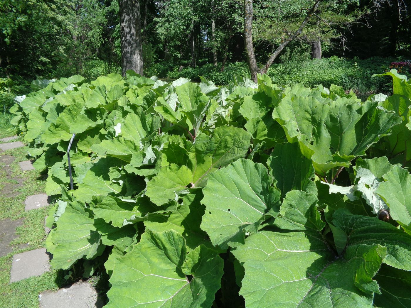 Image of Petasites hybridus specimen.