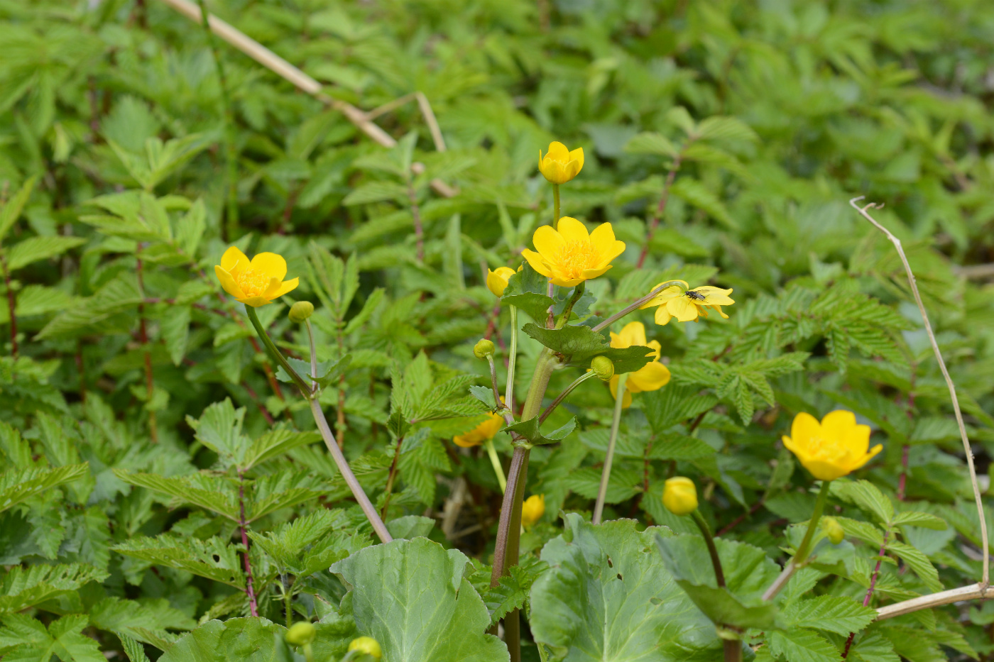 Изображение особи Caltha palustris.