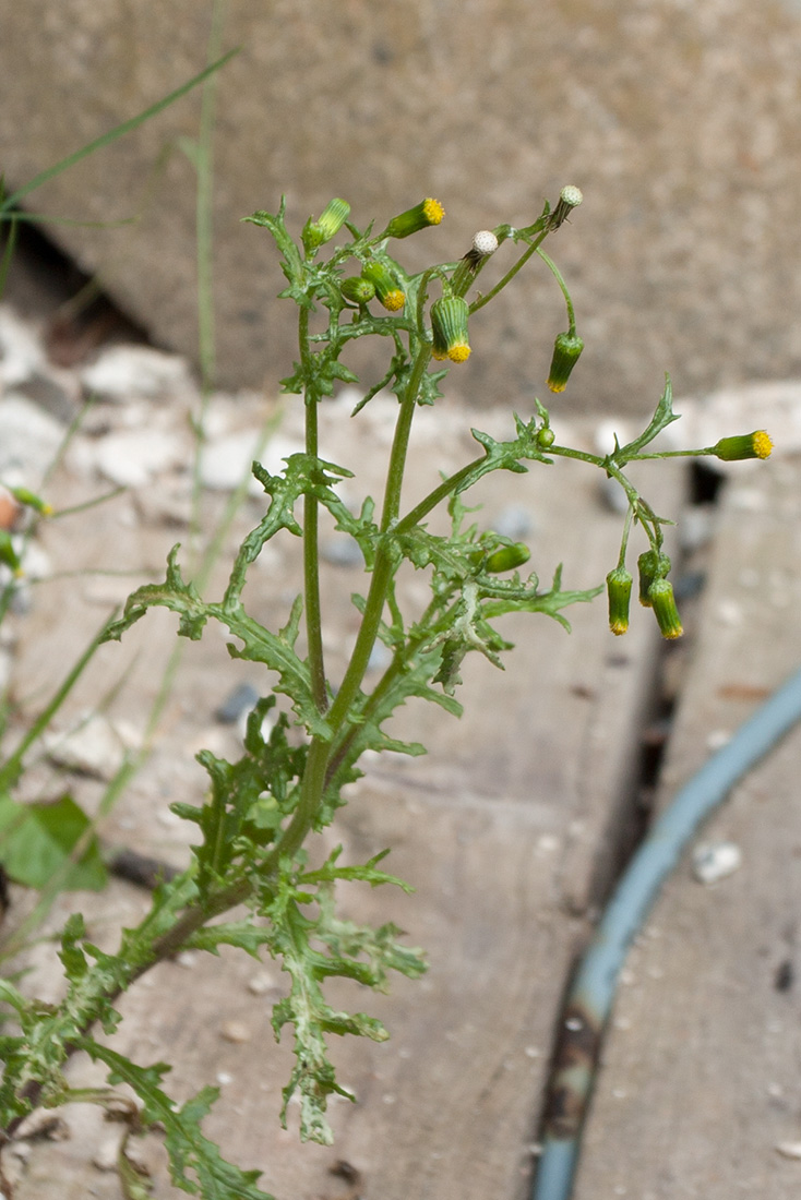 Изображение особи Senecio vulgaris.