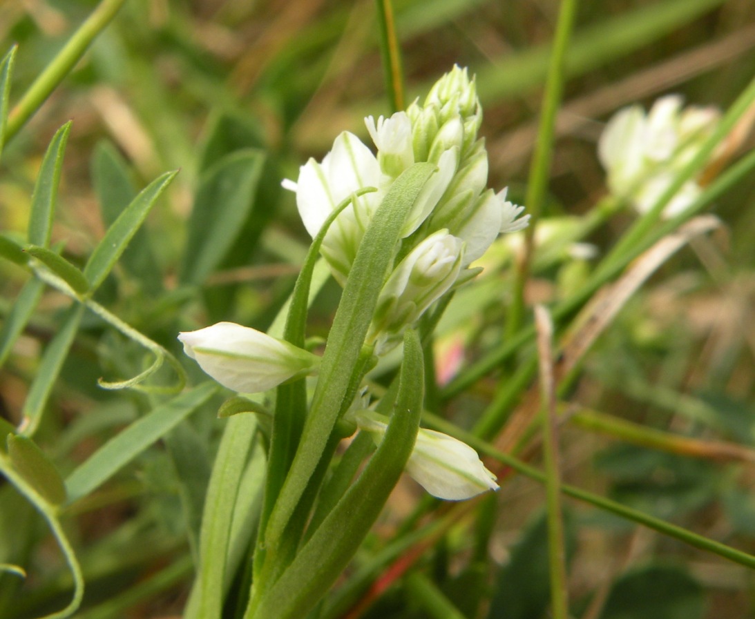 Image of Polygala comosa specimen.