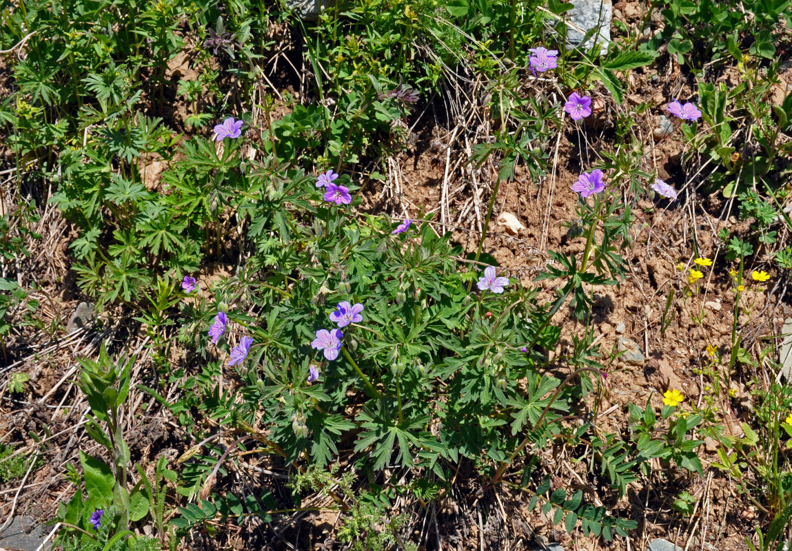 Изображение особи Geranium pseudosibiricum.