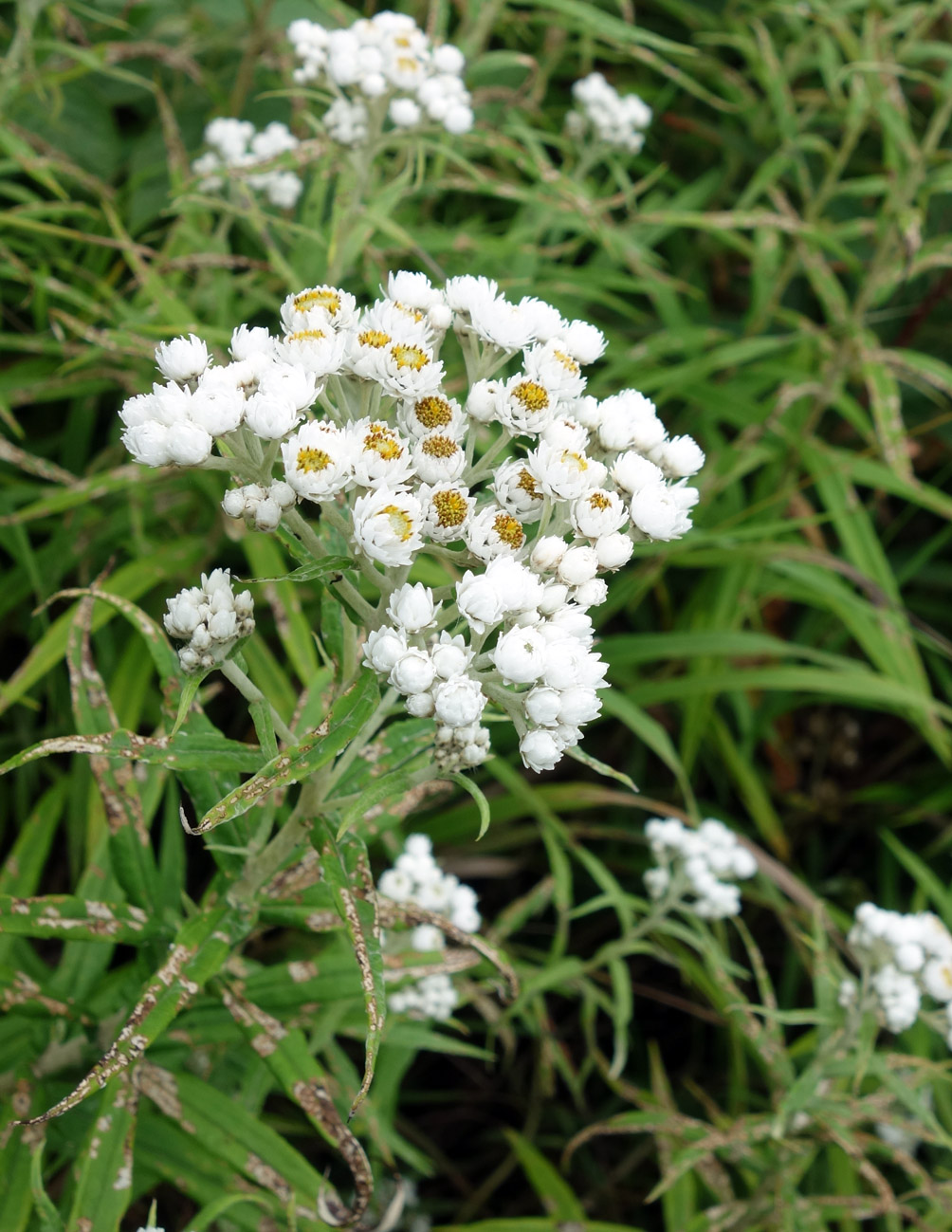 Изображение особи Anaphalis margaritacea.