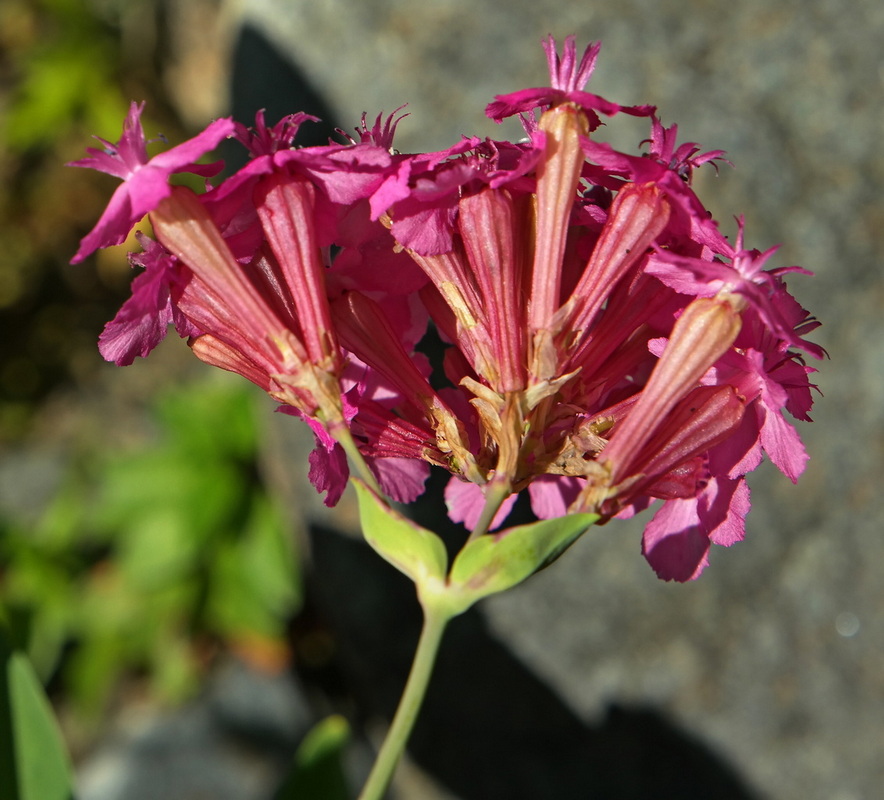 Изображение особи Silene compacta.