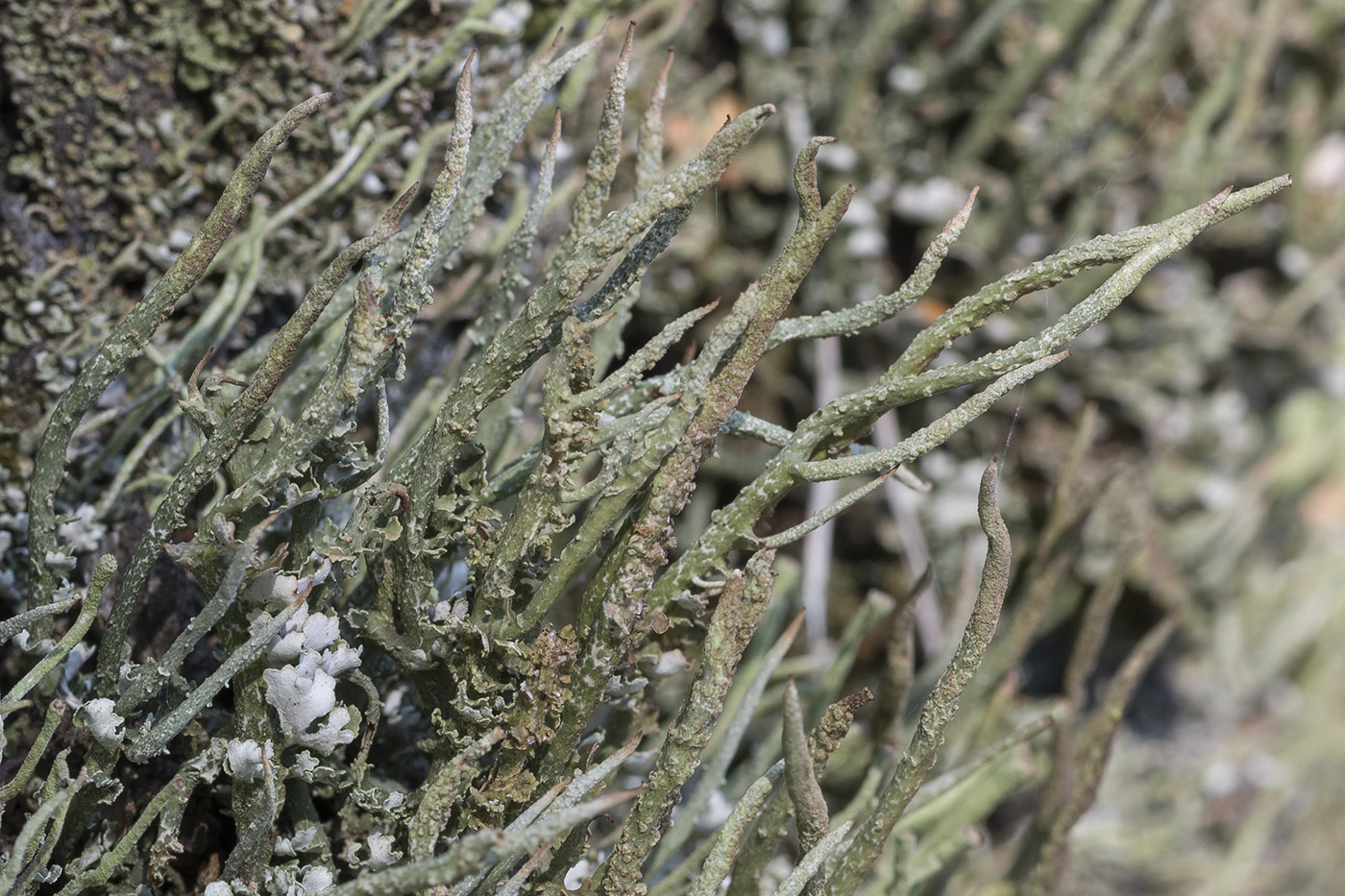 Image of Cladonia cornuta specimen.