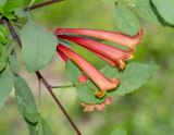 Tecoma fulva ssp. arequipensis