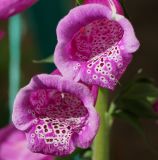 Digitalis purpurea