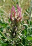 Astragalus platyphyllus. Отцветающее соцветие. Кыргызстан, Чуйская обл., окр. г. Бишкек восточнее с. Орто-Сай, предгорье, склон холма. 04.06.2019.