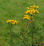 Tanacetum vulgare