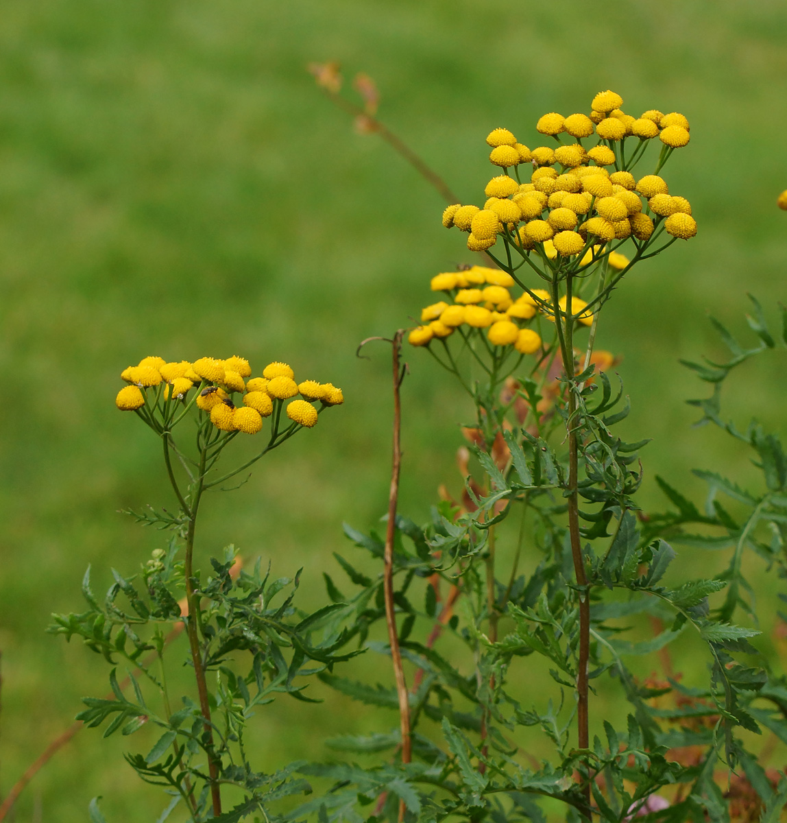 Изображение особи Tanacetum vulgare.