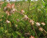 Anthyllis arenaria