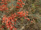 Ephedra intermedia. Верхушки ветвей с фруктификациями. Кыргызстан, Иссык-Кульская обл., восточная окр. с. Бостери, территория Киргизского Взморья. 21.07.2015.