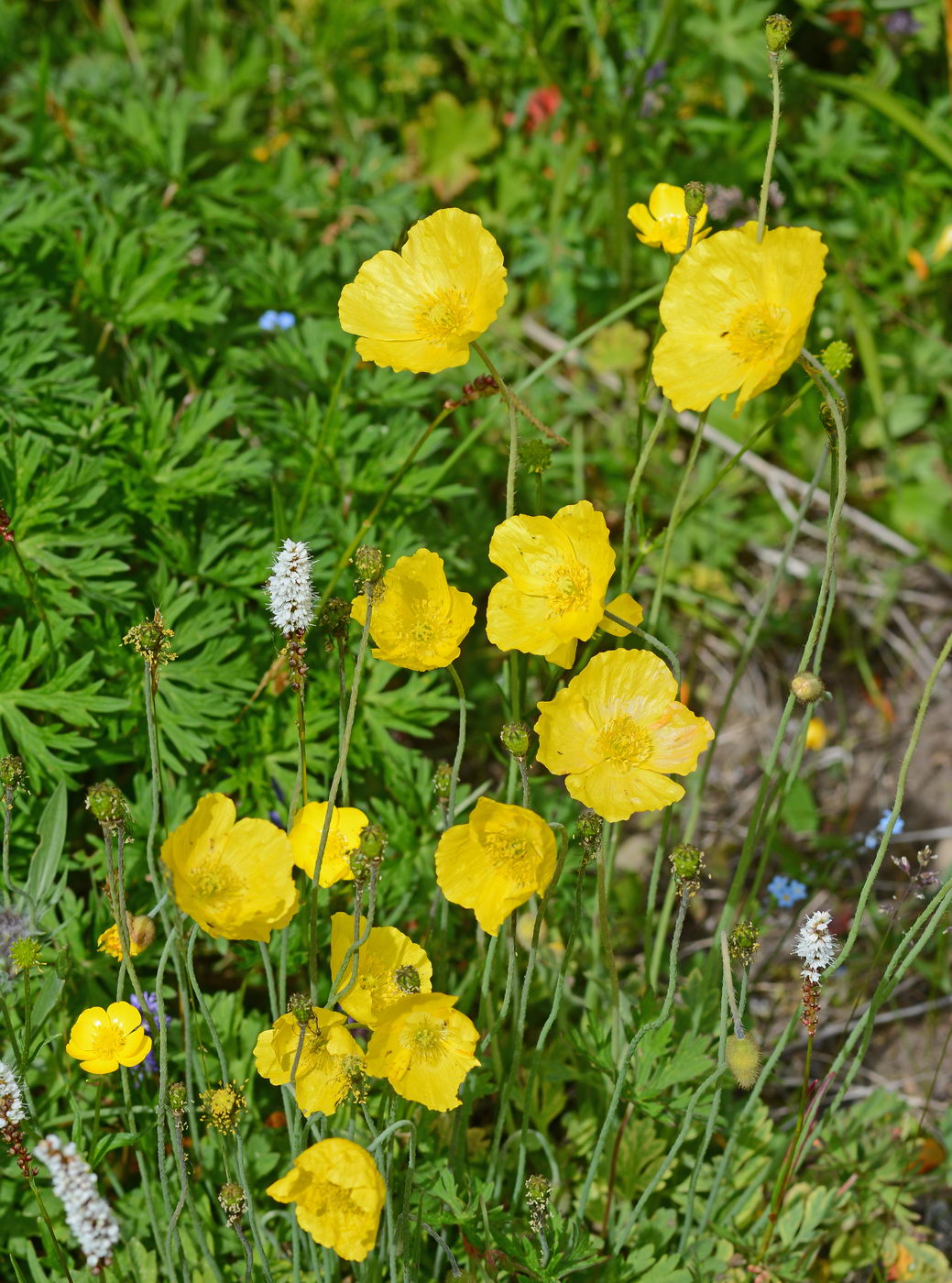 Image of Papaver croceum specimen.