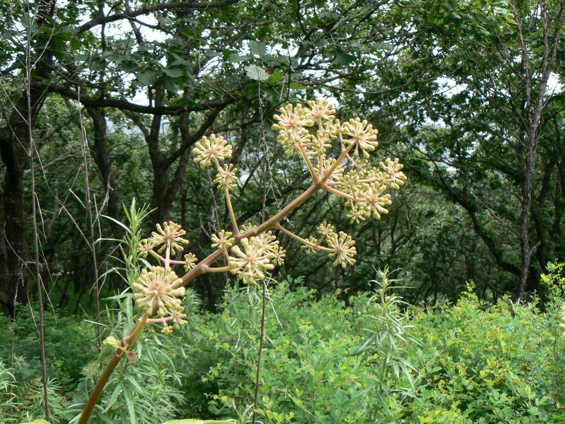 Изображение особи Aralia continentalis.