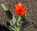 Tulipa greigii